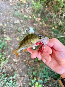 European Perch
