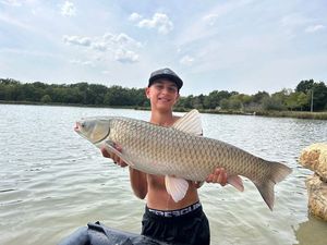 Grass Carp
