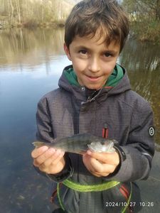 European Perch