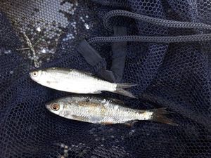 brochet perche soleil chevesne gardon