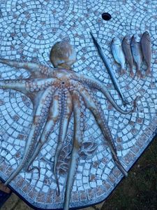 Common Octopus