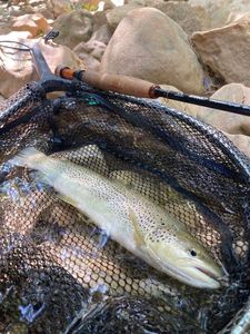 Brown Trout