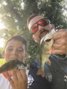 European Perch
