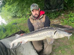 Sturgeon