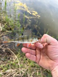 European Perch