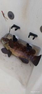 Brown Grouper (Dusky)