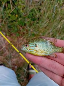 Green Sunfish