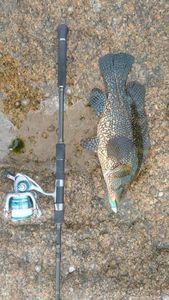 Ballan Wrasse