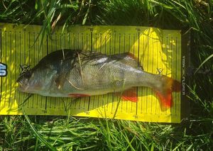 European Perch
