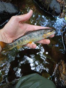 Brown Trout