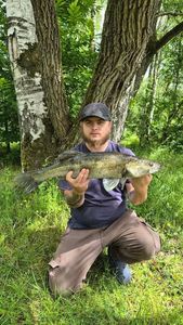 Zander