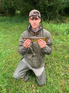 Brown Trout