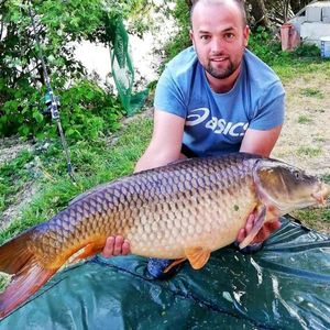Common Carp
