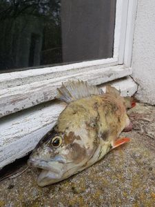 European Perch
