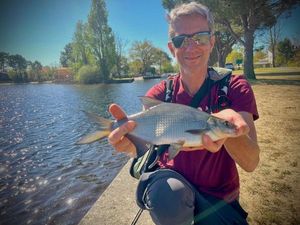 Common Bream