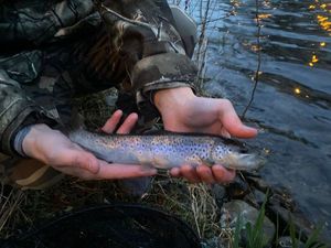 Brown Trout
