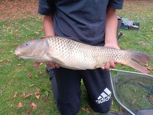 Common Carp