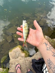 Yellow Perch