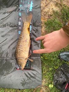 Mirror Carp