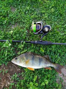 European Perch