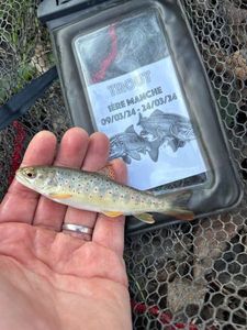 Brown Trout