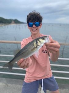 European Bass (Seabass)
