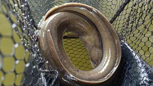 European Eel (Common Eel)