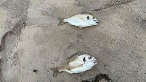 Gilthead Seabream