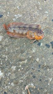 Ringneck Blenny
