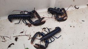 European Lobster