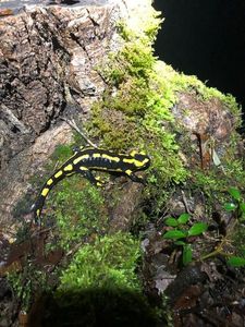 Salamandre 