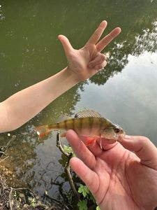 European Perch