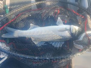 European Bass (Seabass)