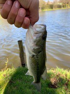 Largemouth Bass