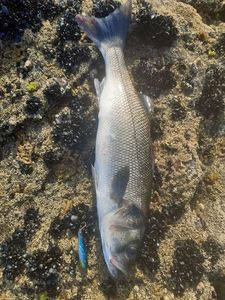 European Bass (Seabass)
