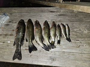 Largemouth Bass