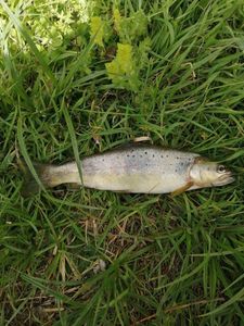 Brown Trout