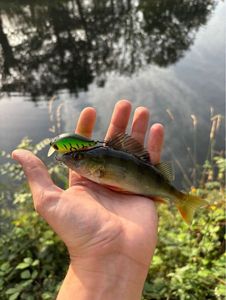 European Perch
