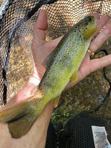 Brown Trout