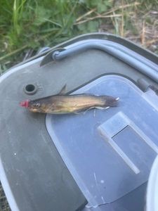 Black Bullhead