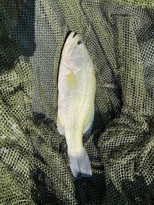 Largemouth Bass