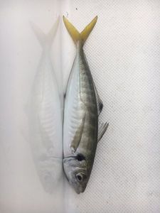 Mediterranean Horse Mackerel