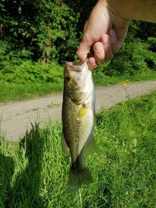 Largemouth Bass