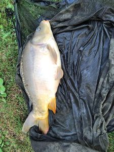 Mirror Carp