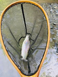 Rainbow Trout