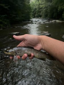 Brown Trout