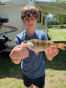 European Perch