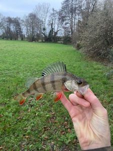 European Perch