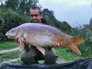 Mirror Carp