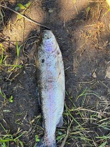 Lake Trout
